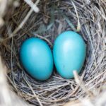 Two vibrant blue eggs nestled in a bird's nest, symbolizing new life and spring.