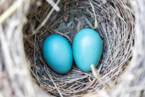 Two vibrant blue eggs nestled in a bird's nest, symbolizing new life and spring.