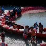 Farm workers harvesting red radishes by a river in Kadirli, Türkiye.