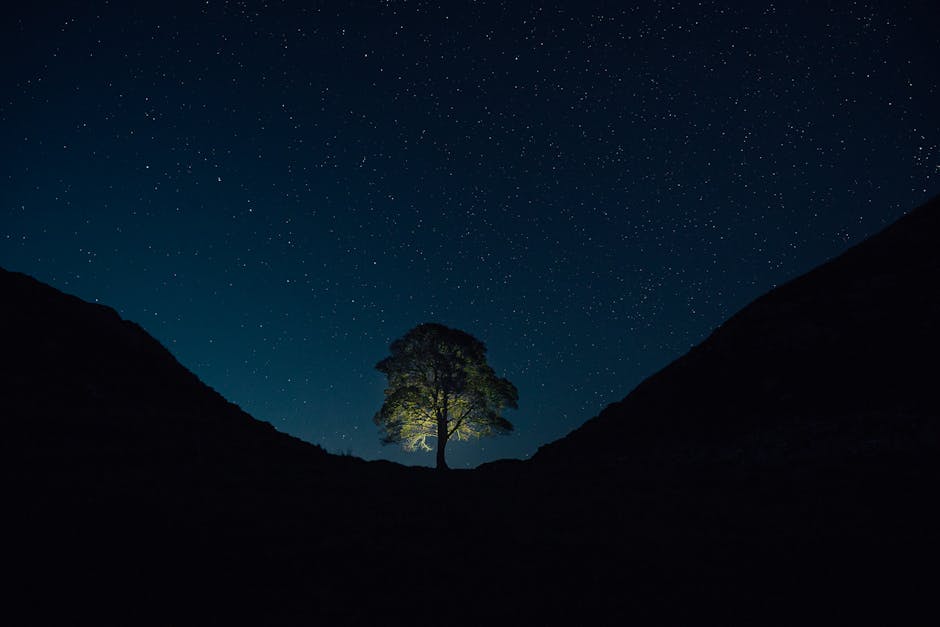 A lone tree illuminated against a starry night sky, creating a dramatic silhouette.