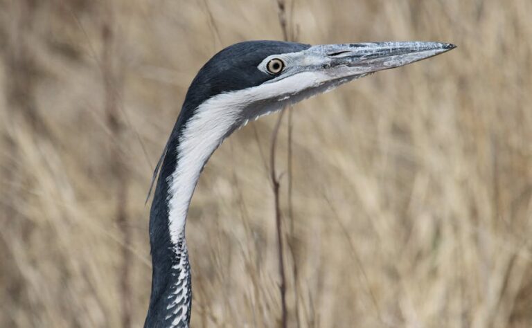 Free stock photo of ardea melanocephala, ardeidae, bird