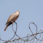 Free stock photo of Eurasian Collared-Dove, exploration, nature
