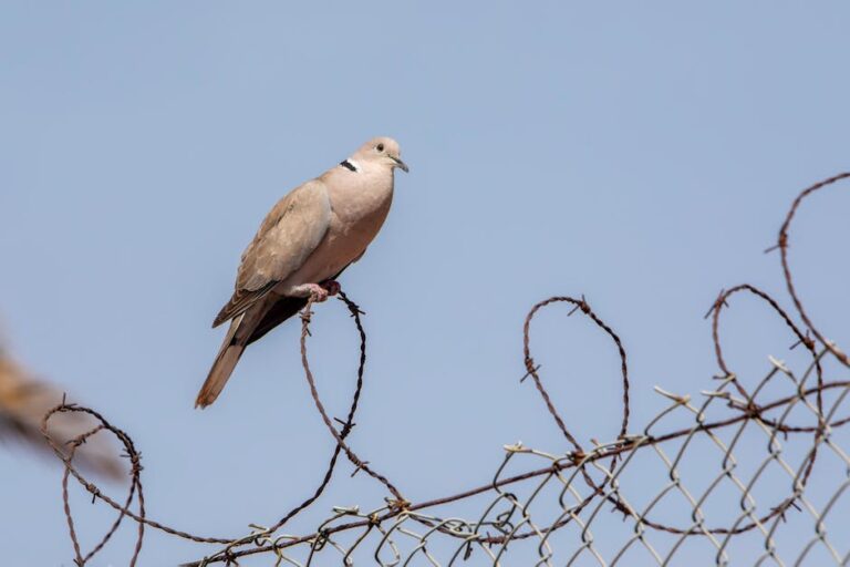Free stock photo of Eurasian Collared-Dove, exploration, nature