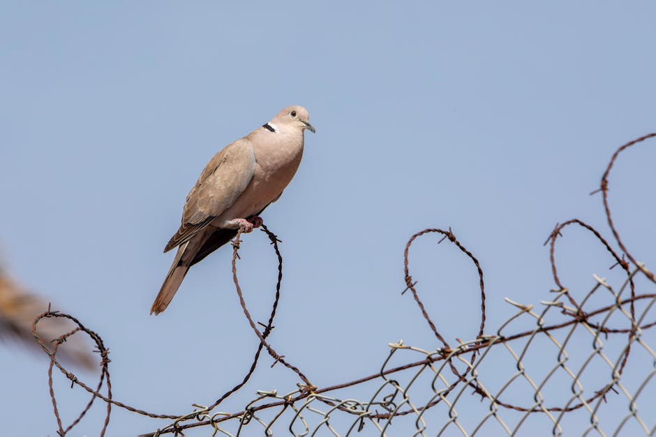 Free stock photo of Eurasian Collared-Dove, exploration, nature