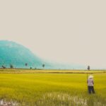A scenic view of a rice field in Vietnam with a lone farmer. Perfect representation of rural life and agriculture.