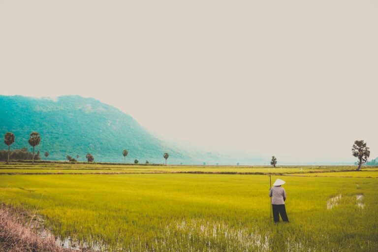 A scenic view of a rice field in Vietnam with a lone farmer. Perfect representation of rural life and agriculture.