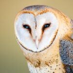 Close-up portrait of a barn owl with a soft, blurred background highlighting its wise and contemplative gaze.