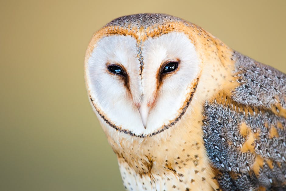 Close-up portrait of a barn owl with a soft, blurred background highlighting its wise and contemplative gaze.