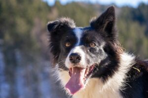 Free stock photo of chien border collie, dogs