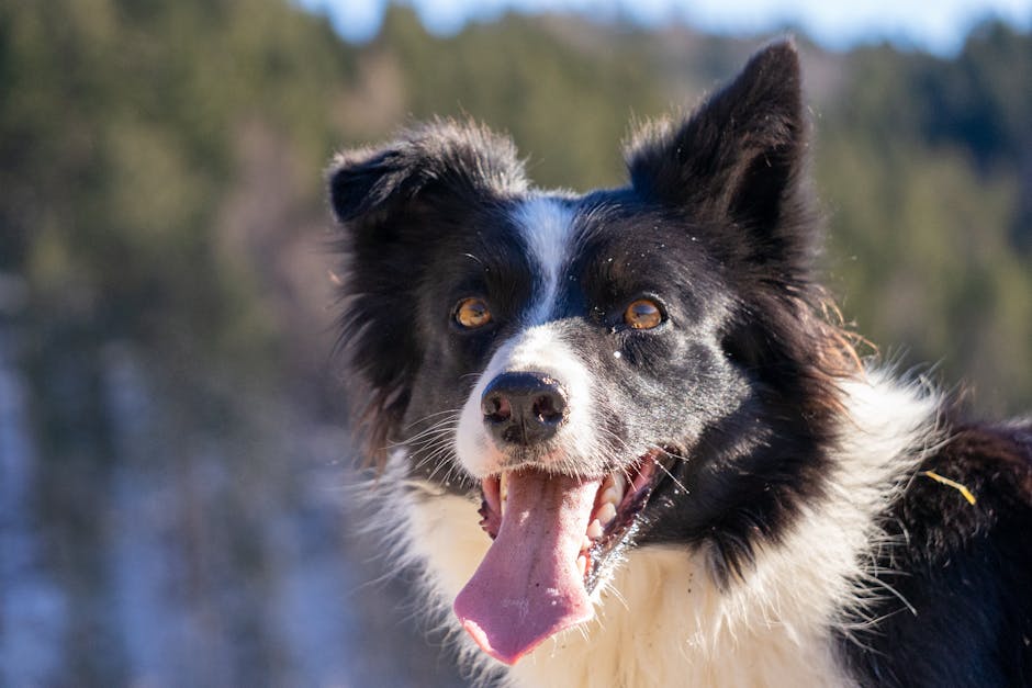 Free stock photo of chien border collie, dogs