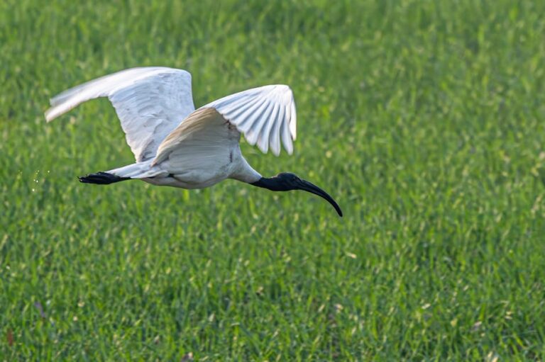 Free stock photo of black-headed ibis