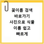 꽃이름 검색 바로가기 사진으로 식물 이름 쉽고 빠르게 찾는 방법